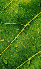 green leaf macro texture