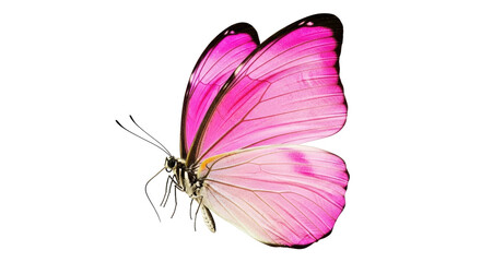 Isolated Pink Butterfly © Jonas