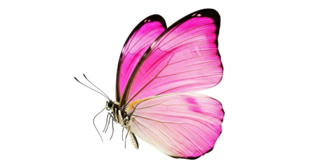 Isolated Pink Butterfly