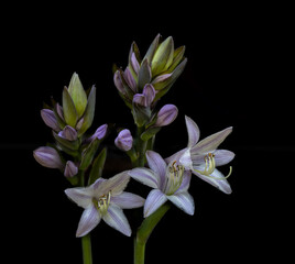 Moody image of three white flowers and several purple buds against a black background.