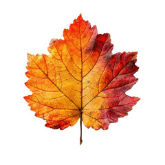 Fototapeta premium PNG Autumn leave maple leaf photography.