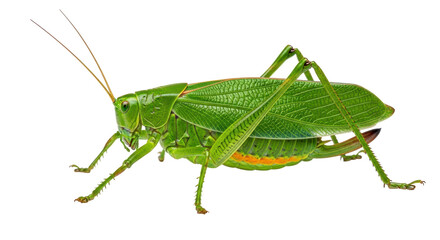 Isolated Grasshopper