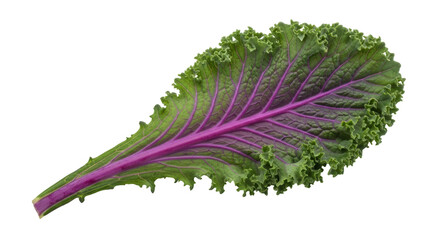 Isolated Kale Leaf