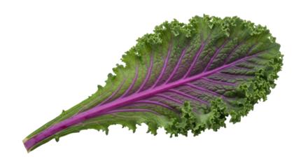 Isolated Kale Leaf