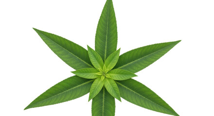 Isolated green leaves in star shape