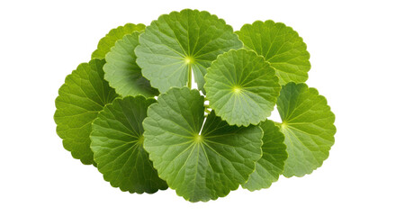 Isolated Gotu Kola