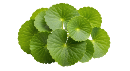 Isolated Gotu Kola