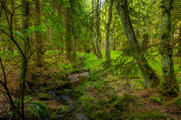 Mossy forest stream flowing