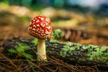 fly agaric mushroom in forest