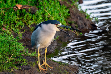 black crowned night heron