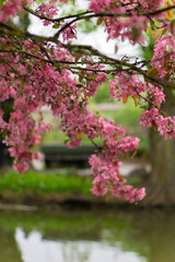 A branch of delicate pink blossoms with raindrops glistening on their petals, set against a soft green background, capturing the serene beauty of spring