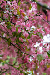A branch of delicate pink blossoms with raindrops glistening on their petals, set against a soft green background, capturing the serene beauty of spring