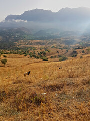 Sheep graze in a harvested wheat field against the backdrop of overlapping meadows that stretch out in warm light toward the horizon, where wavy hills blend with olive trees.