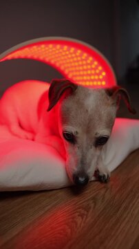 dog old sleepy lying under red and infrared light LED panel. home treatment. therapeutic light therapy for old pet. Vertical video footage