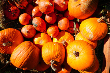 Pumpkins heap in the garden, autumn harvest