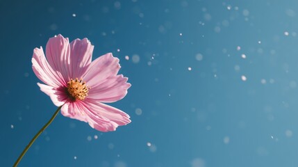 pink cosmos flower A pink flower stands out against a soft blue background, surrounded by gentle bokeh effects.