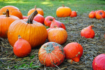 Pumpkins in the garden, autumn harvest