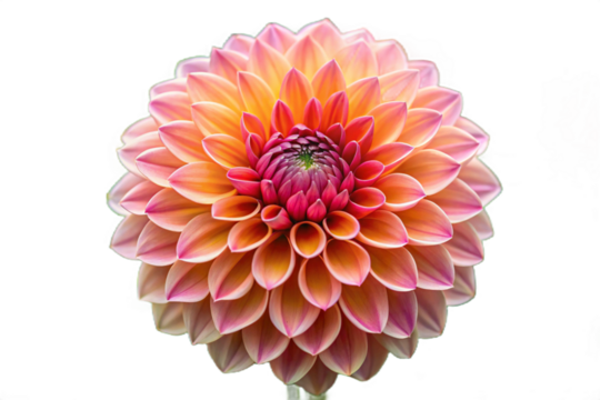 Vibrant orange and pink dahlia flower isolated on transparent background
