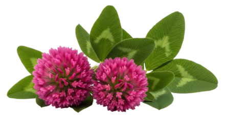 Isolated Red Clover