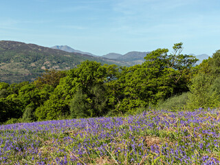 Obraz premium Ben Lomond from Primrose hill above Loch Katrine. Loch Lomond and the Trossachs National Park, Southern Highlands of Scotland.
