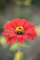 red dahlia flower