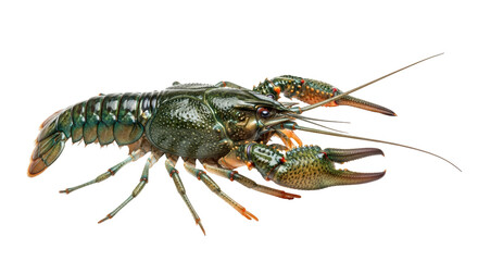 Isolated Freshwater Crayfish