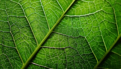 a close up shot of a vibrant green leaf showing its intricate vein structure and texture details clearly