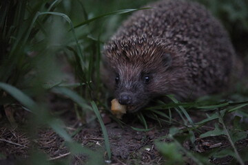 hedgehog in the grass