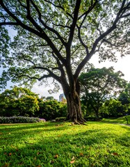 Obraz premium Lush tree in a park