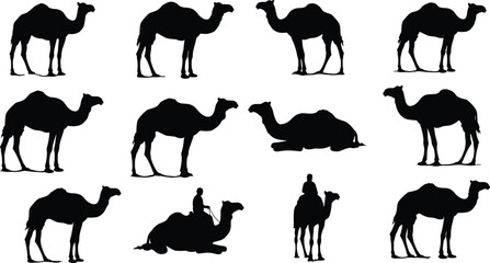 WebCamel silhouettes, standing, sitting, riding, vector, black, desert animal, transport, nomad, wildlife, travel, posture
