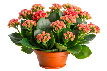 Fototapeta premium Vibrant orange kalanchoe plant in a terracotta pot isolated on transparent background