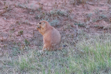 prairie dog eating in the wild