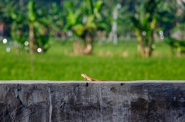 A lizard is seen perched on a concrete wall in a rural area. The image captures the lizard in its natural habitat with a vibrant green background. The photo highlights the interpla