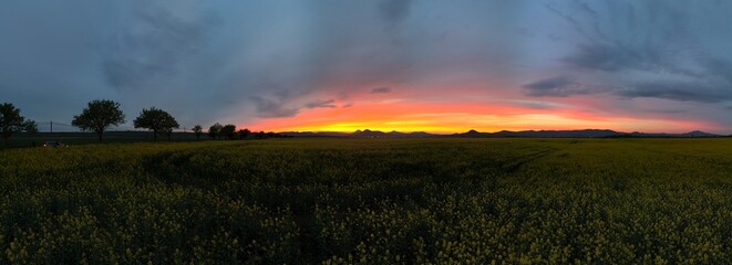Vivid sunset over blooming yellow rapeseed field with silhouettes of trees and distant mountain...