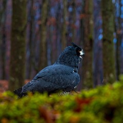 Fototapeta premium Large, dark bird in forest