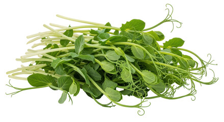 Isolated pea sprouts