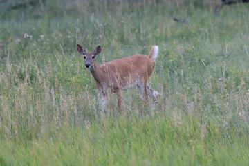 white tailed deer