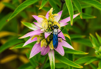 A Great Black Wasp, (Sphex pensylvanicus) peppered with pollen, reaching across a Spotted Beebalm or Horsemint plant of beautiful pink and yellow colors.