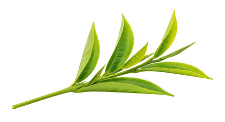 Fototapeta premium Isolated Green Tea Leaves