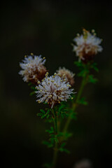Florida Wildflower Walk