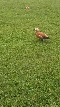 Oh, what a joy, goodbye constipation. Humor. A beautiful duck poops