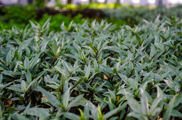 Fototapeta premium A lush green foliage. The plants are densely packed, creating a textured and vibrant scene, capturing the essence of natur
