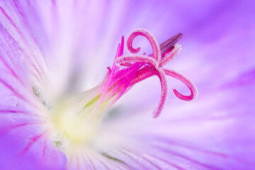 Naklejka premium Macro closeup of Geranium Rozanne flower showing pink stamens and curled stigma