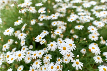 Fototapeta premium Field of blooming white daisies with yellow centers.