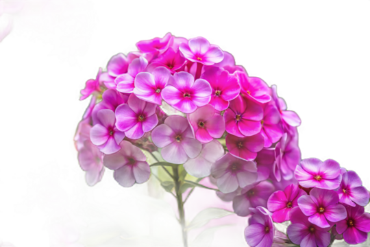 Vibrant pink phlox flower cluster isolated on transparent background
