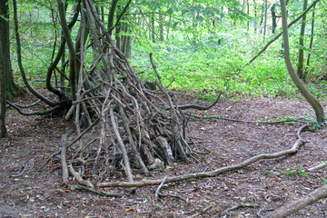A stack of old branches leaning to make a small campsite in the woods