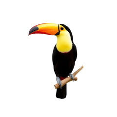 a beautiful toucan on a wooden branch isolated on a transparent background