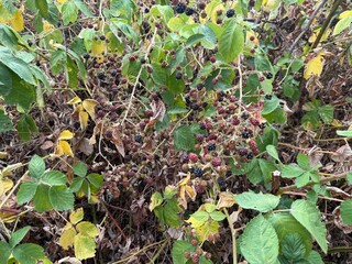 Fototapeta premium Brombeere Rubus Blackberry Hecke Dornen Stachel Beere Heilpflanze Obst Rosaceae, hedge thorns spine berry Juice fruit rosaceae Purple jam lila flower pink Marmelade jam medicinal plant Beere salad