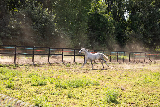 Two white horses run freely in a fenced paddock, raising dust under their hooves. The horses appear energetic and healthy in a natural rural setting.