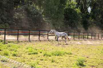 Two white horses run freely in a fenced paddock, raising dust under their hooves. The horses appear energetic and healthy in a natural rural setting.
